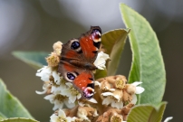 Le Paon du jour (Lpidoptre - Nymphalidae - Aglais io) CHE